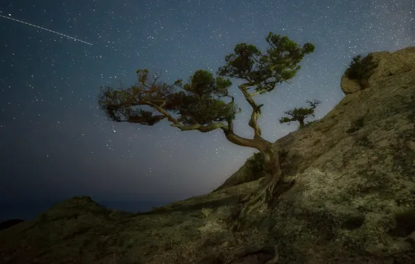 Landscape, night, nature, tree, mountain, stars, Crimea, pine