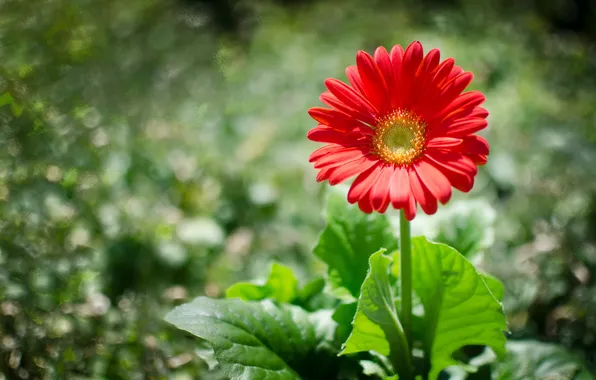 Flowers, nature, background