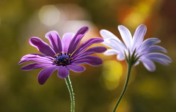 Picture white, purple, macro, flowers, rasteniya