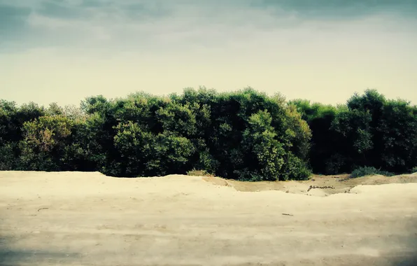 Picture greens, forest, trees, beautiful