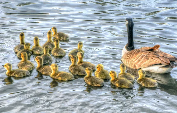 Picture Chicks, geese, brood