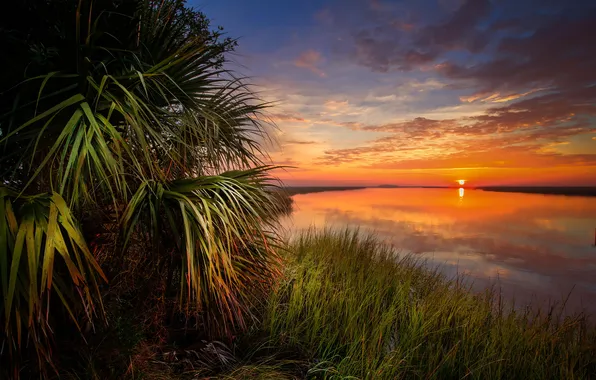 Grass, sunset, river, shore, the evening, the bushes
