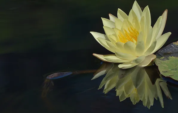 Flower, water, reflection, Lily, Lily, white