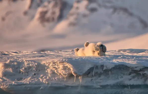 Winter, snow, nature, pose, bear, bear, polar bear, polar