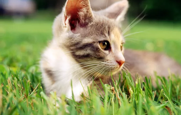 Cat, white, grass, cat, macro, cat