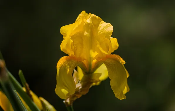 Summer, flowers, background, yellow iris