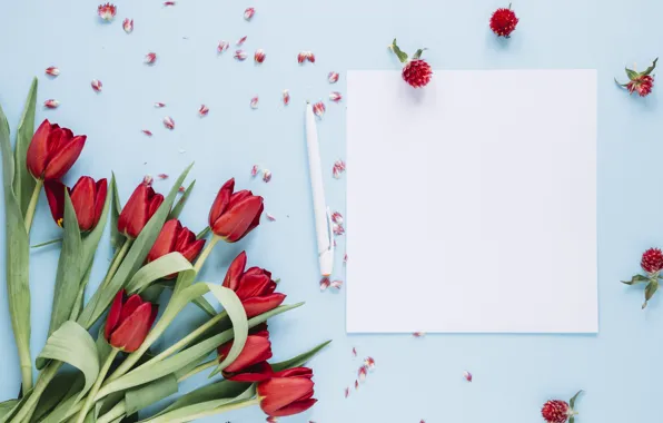 Picture background, blue, bouquet, tulips