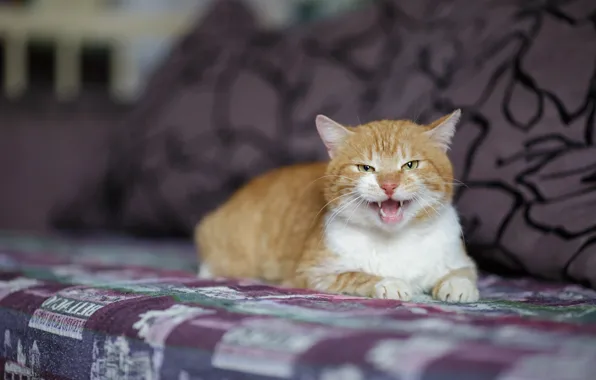 Cat, look, kitty, sofa, pillow, red, muzzle, mouth