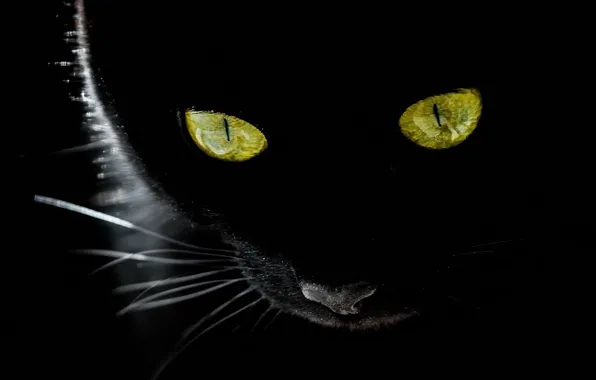 Cat, look, background