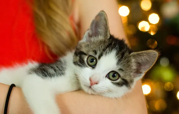 Cat, look, lights, pose, kitty, Christmas, New year, lies