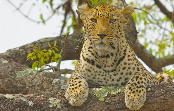 Look, leopard, wild cat, on the tree