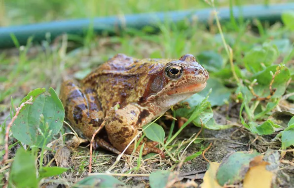 Greens, summer, grass, frog, cottage, mammal, Princess
