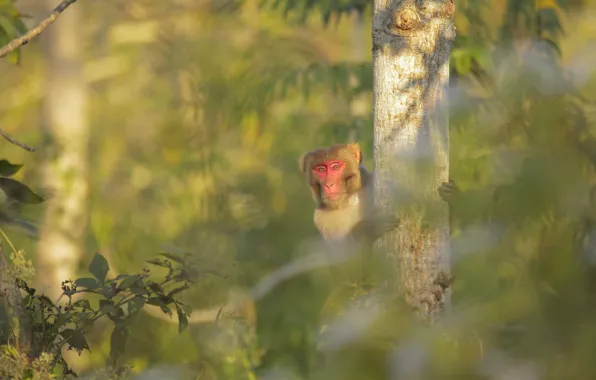 Look, face, light, tree, foliage, monkey, bokeh, Peeps