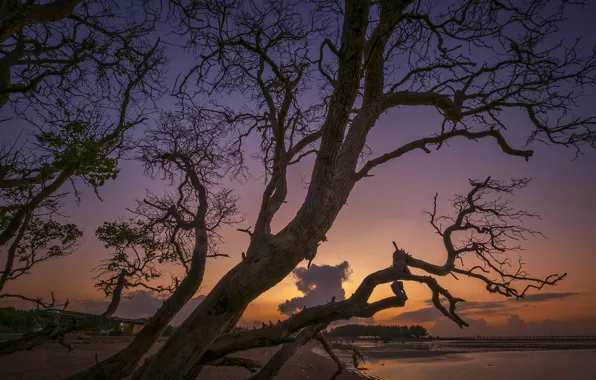 Picture clouds, trees, branches, glow