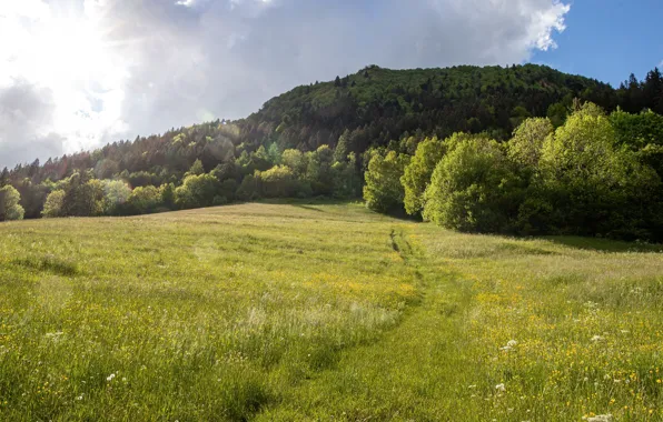Picture greens, field, forest, summer, the sky, grass, the sun, light