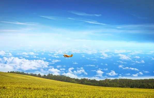 Field, the sky, clouds, maize