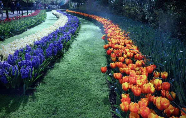 Flowers, spring, garden, tulips, beds