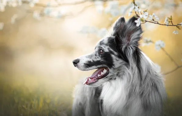 Picture language, grass, flowers, branches, nature, background, dog, spring