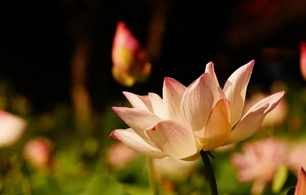 Picture light, flowers, nature, the dark background, petals, Lotus, pink, buds