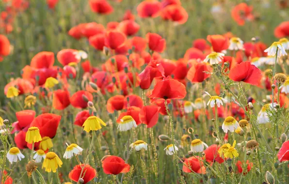 Field, summer, flowers, glade, Maki, chamomile, meadow, red
