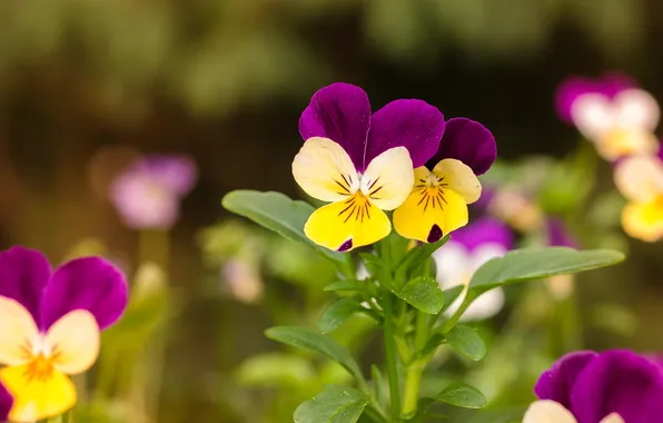 Flowers, spring, purple, Pansy, Duo, flowerbed, blur, bokeh