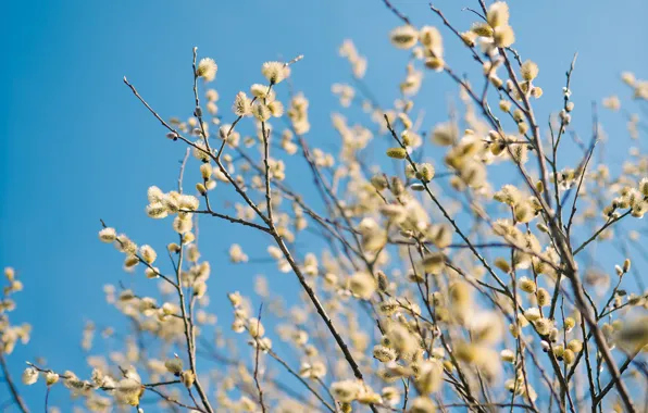 The sky, branches, nature, spring, flowering, the bushes, Verba, blue background