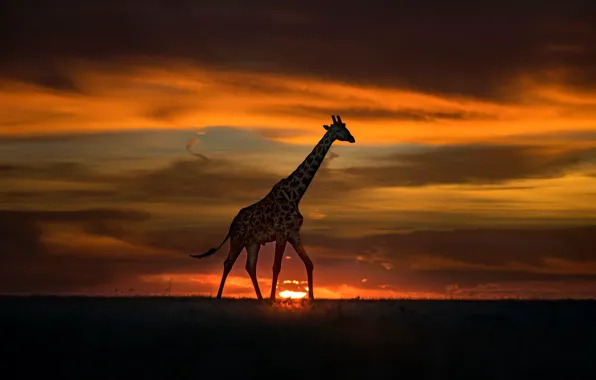 The sun, sunset, giraffe, Africa, walk
