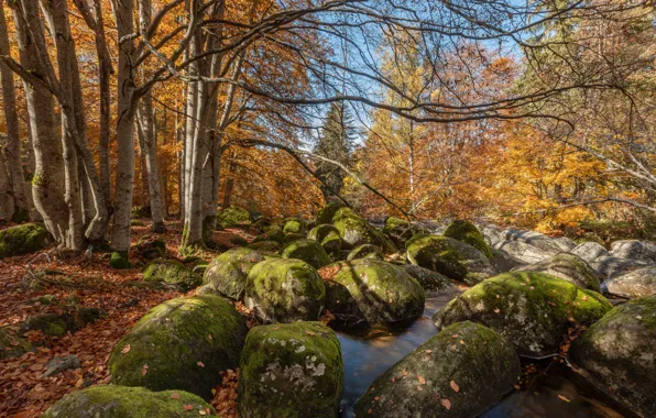 Picture autumn, forest, water, trees, landscape, nature, stones, Alexander Sandev