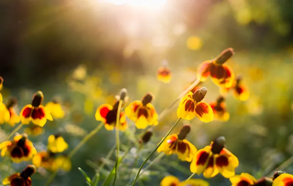 Summer, macro, flowers
