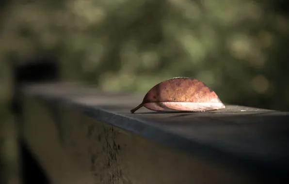 Leaves, macro, nature