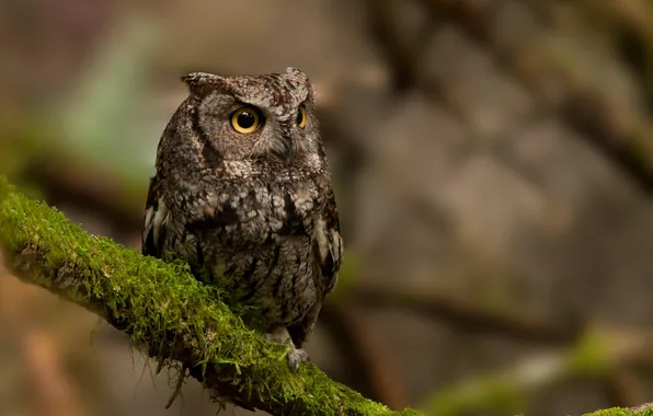 Nature, owl, bird, moss, branch, Owl