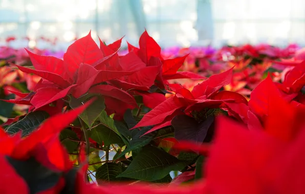 Picture red, flowering, Poinsettia