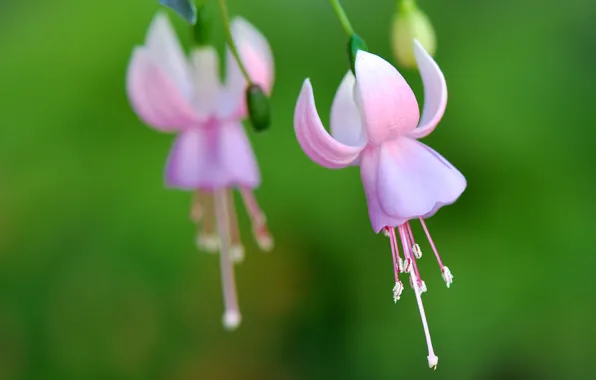 Picture flowers, nature, plant, petals