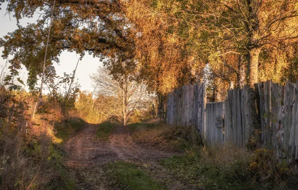 Road, autumn, the fence