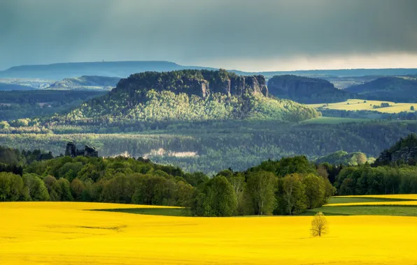 Fields, Natur, Raps, Elbe Sandstone mountains, saxonian switzerland