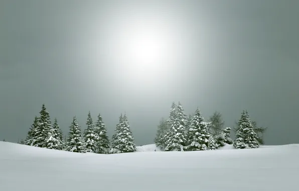 Winter, landscape, nature, tree