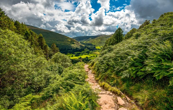 Greens, clouds, trees, mountains, field, valley, slope, fern