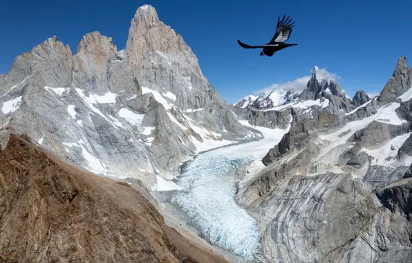 The sky, snow, flight, mountains, blue, rocks, bird, tops