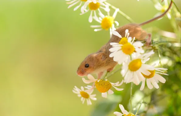 Picture summer, nature, Harvest Mouse