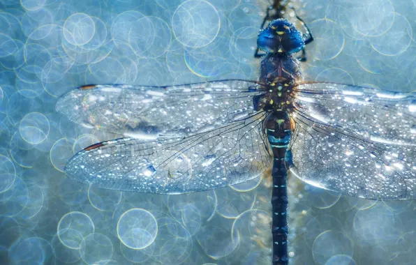 Picture drops, dragonfly, insect, rocker blue