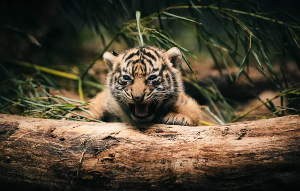 Cat, tiger, yawns, growls, tiger, By _flowtation