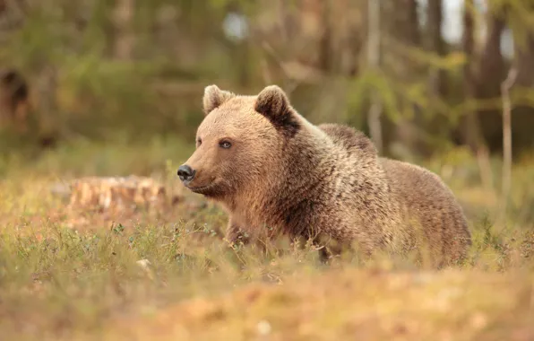 Look, face, nature, pose, smile, bear, lies, brown bear