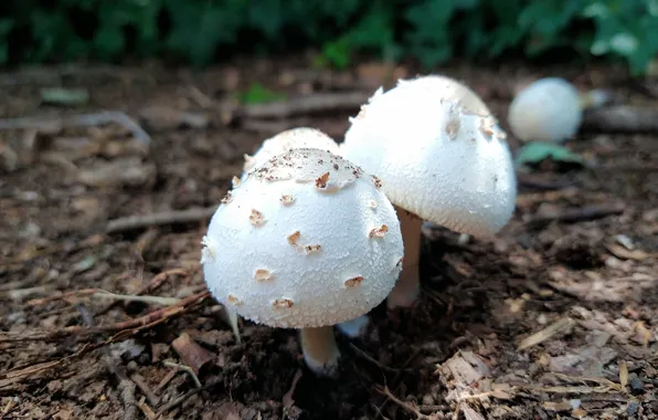 Mushroom, Fred Fletcher Park, Jim Perry