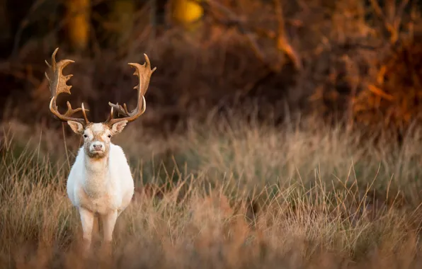 Nature, background, deer