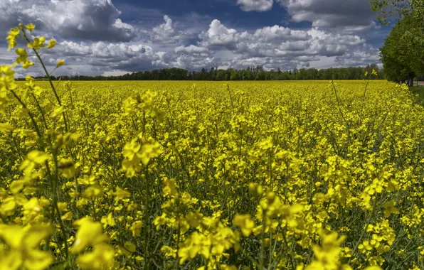 Field, the sky, clouds, flowers, yellow, a lot, rape, rapeseed field