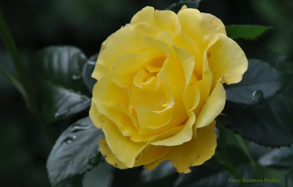 Picture leaves, rose, Bud, flowering, yellow