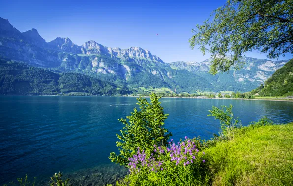 Forest, grass, flowers, mountains, branches, lake, Switzerland, the bushes