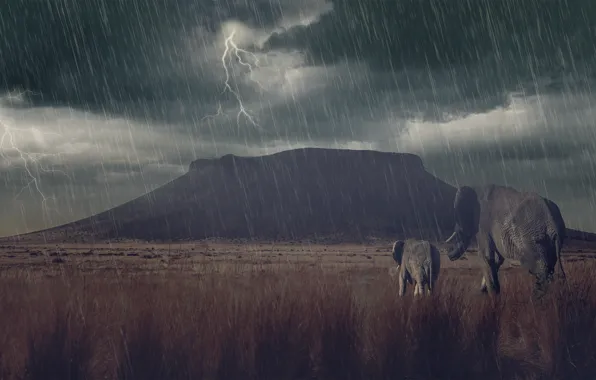 Picture the storm, rain, zipper, mountain, Savannah, cub, elephants, elephant