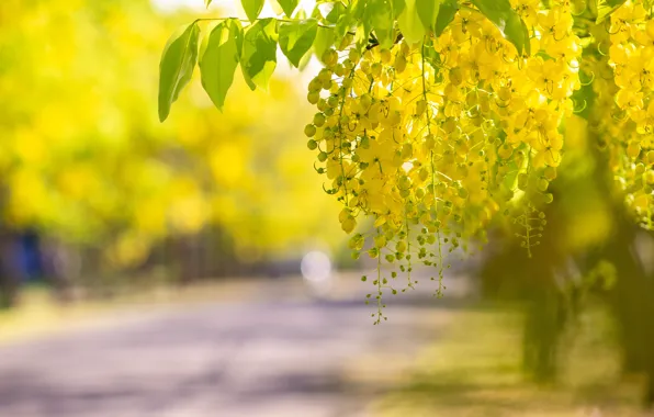 Flowers, yellow, acacia