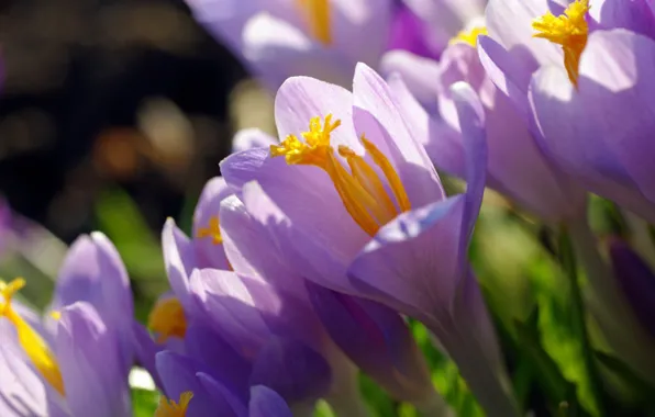 Macro, joy, flowers, nature, beauty, plants, spring, crocuses